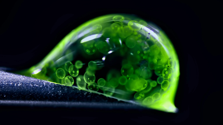 (Nguồn: Jan Rosenboom/Nikon Small World)