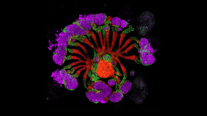 (Nguồn: Pedro Medina/Li Lab)
