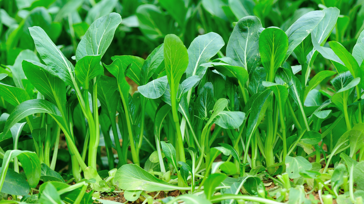 Người có u tuyến giáp hạn chế ăn rau họ cải.