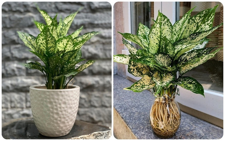 Ngọc ngân thuộc dạng cây thân thảo. (Ảnh: Vietnamnet)