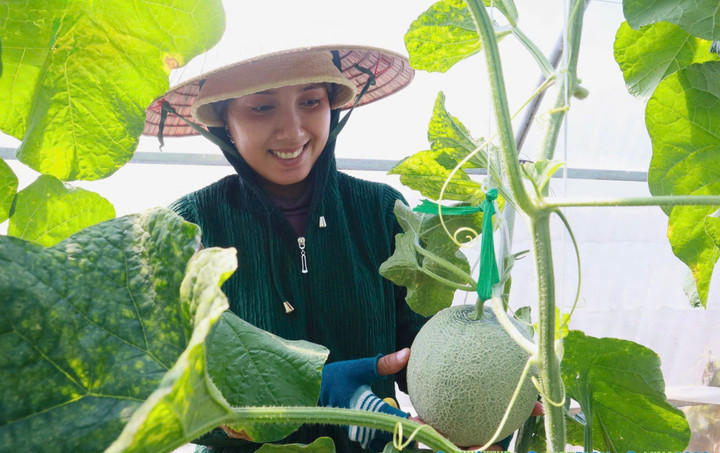 20 ngày trước khi thu hoạch vào mùa Tết, dưa lưới sẽ được khắc chữ để nâng cao giá trị.