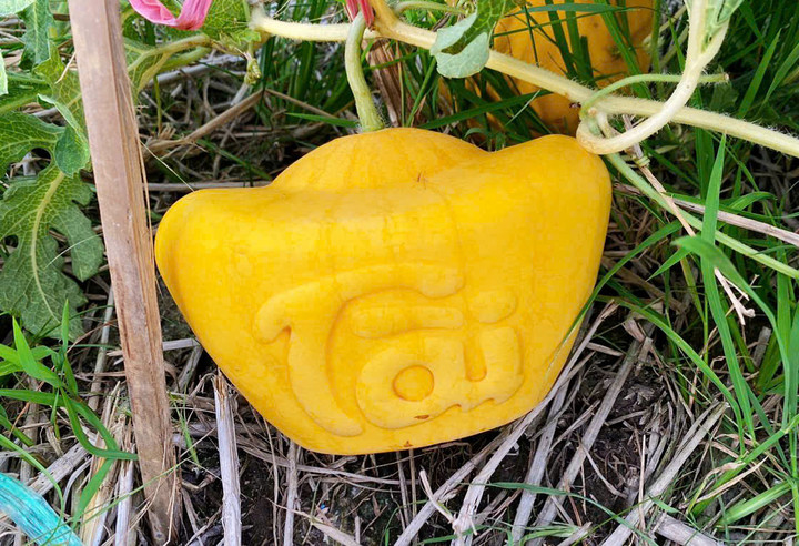 Dưa hấu thỏi vàng in chữ từng được anh Tâm đầu tư sản xuất trong dịp Tết. (Ảnh: NVCC)