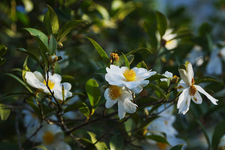 Hoa sở mang vẻ đẹp thanh thoát, hương thơm dịu nhẹ.