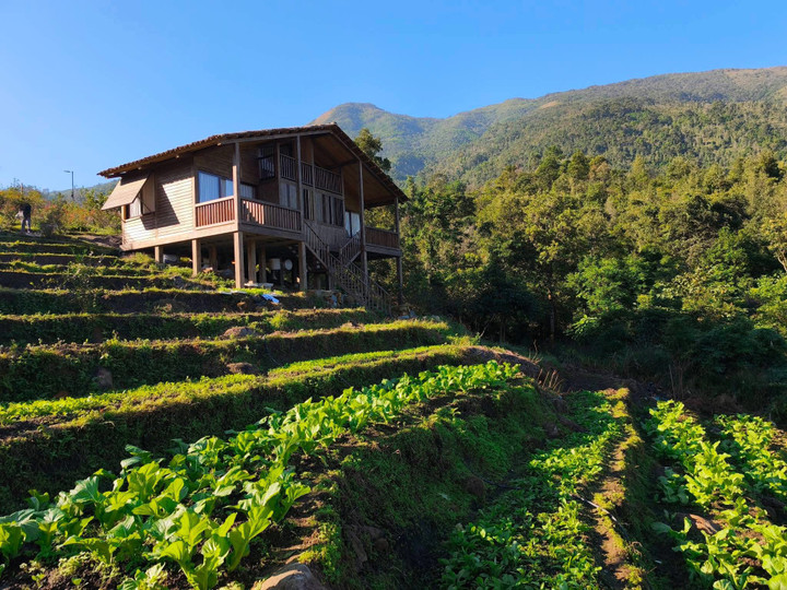Kết hợp cùng cây sở, người dân vùng cao Lục Hồn đã bắt đầu làm homestay để phục vụ du khách, giúp đa dạng hóa dịch vụ và nâng cao giá trị.