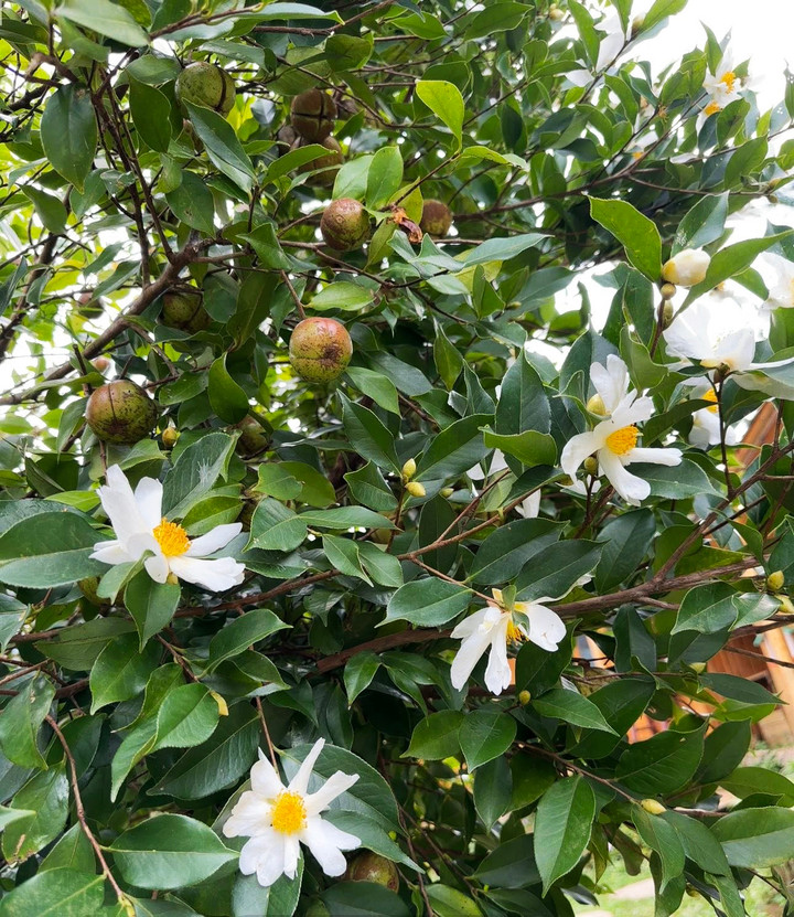 Với người dân vùng cao Lục Hồn, cây sở mang lại nhiều giá trị giúp thoát nghèo bền vững.