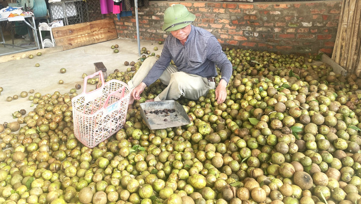 Người dân thu hoạch quả sở để lấy hạt ép dầu hoặc bán cho các hợp tác xã.