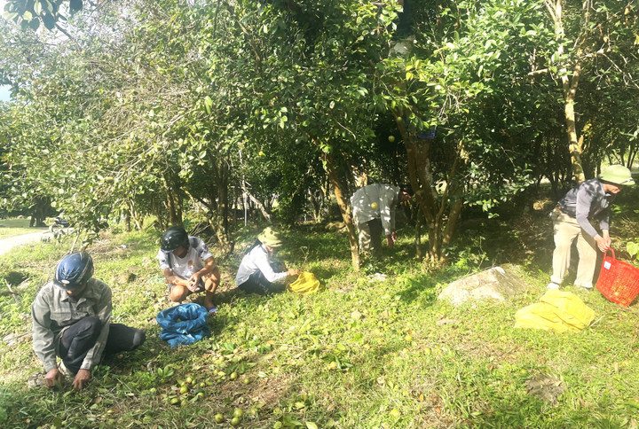 Người dân thu hoạch quả sở để lấy hạt ép dầu hoặc bán cho các hợp tác xã.