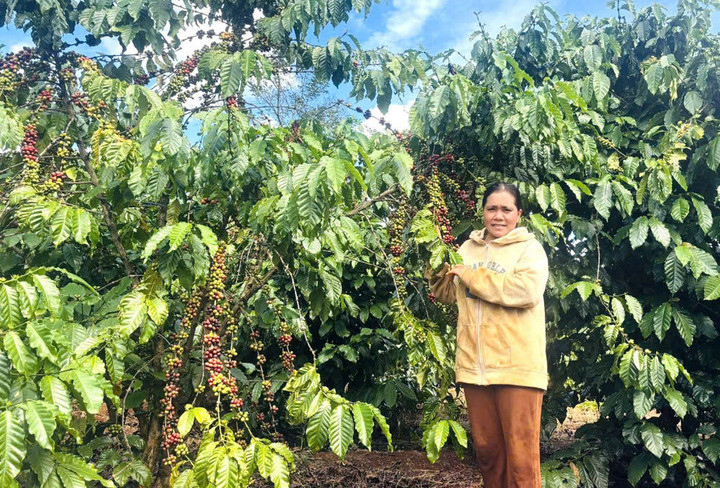 Chị Rơ Lan H’Meo là một trong những đảng viên gương mẫu trong phát triển kinh tế của địa phương.