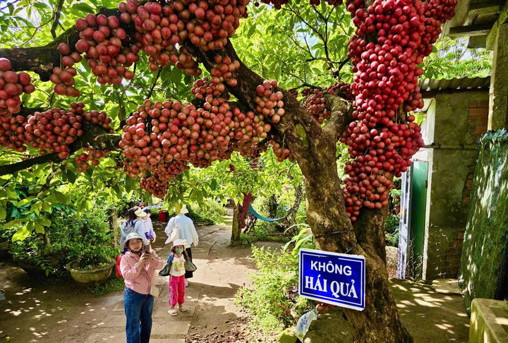 Vườn dâu da đất ở xã Vân Hoà hút khách. (Ảnh: Minh Chiến)