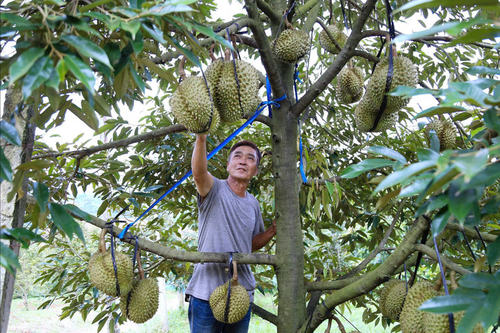 Người dân chủ động phát triển cây trồng.