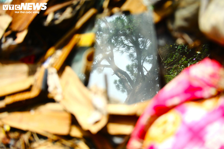 Trả lại hình ảnh xanh tươi cho những đồi thông bát ngát, vi vu.