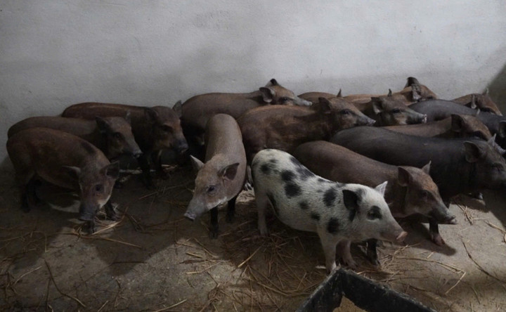 Việc triển khai mô hình chăn nuôi heo đen bản địa theo hướng liên kết chuỗi giá trị đang giúp người dân xã Trà Đốc có điều kiện tiếp cận sinh kế bền vững.