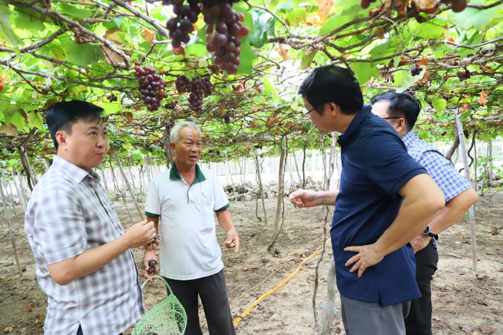 Khách tham quan vườn nho của HTX dịch vụ tổng hợp nông nghiệp Thái An.
