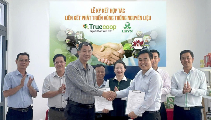 HTX liên kết với doanh nghiệp về phát triển vùng nguyên liệu, thúc đẩy nông nghiệp xanh, mở rộng kênh tiêu thụ bền vững ở Khánh Hòa.