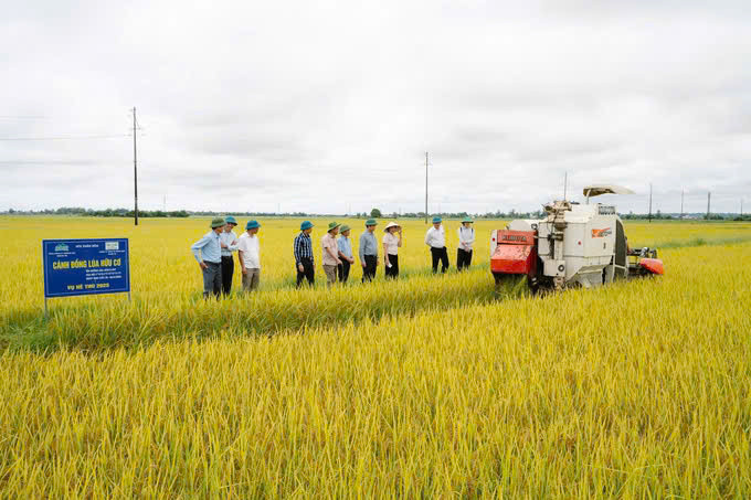 Nhiều HTX trên địa bàn tỉnh Quảng Trị liên kết với các công ty sản xuất lúa hữu cơ mang lại hiệu quả khả quan.