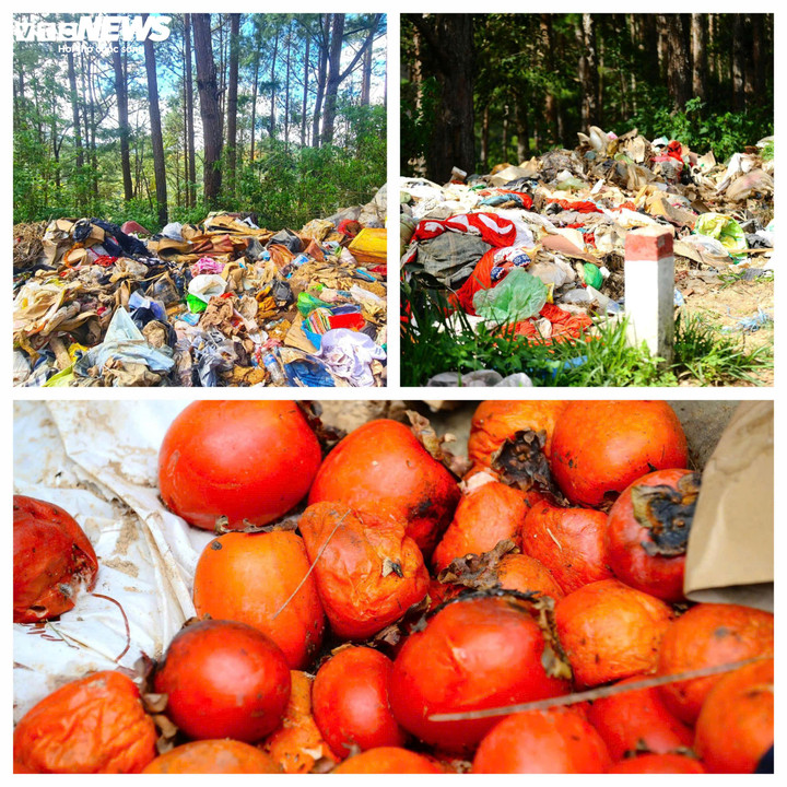 Ruồi, bọ bu bám rác từ thực phẩm.