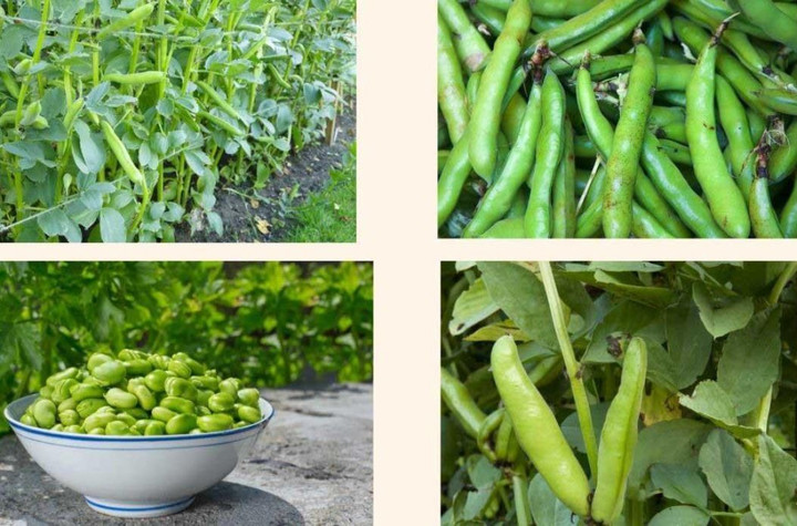 Hạt đậu tằm rất bổ dưỡng.