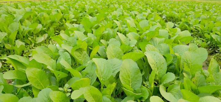 Những luống rau xanh mướt ở Bắc Hồng.