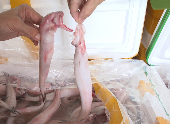 Qua kiểm nghiệm, tất cả số cá khoai đều chứa hàm lượng Formol đậm đặc. (Ảnh: Công an Thanh Hóa)