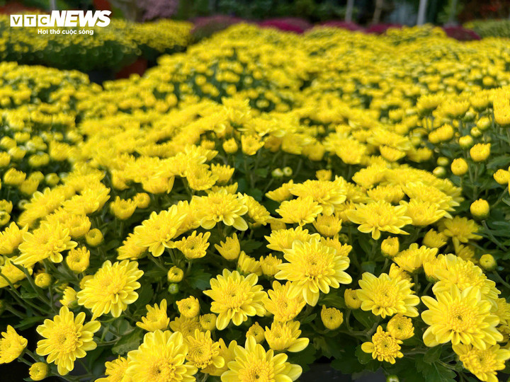 Hoa kiểng được bày bán nhiều nhất vẫn là các loại cúc. (Ảnh: Nguyễn Liến)