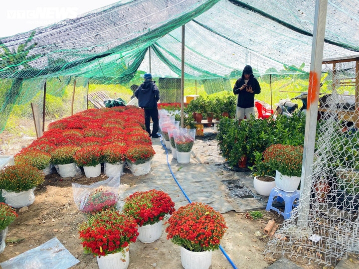 Nhà vườn chủ động xuống giống sớm và đa dạng hóa màu sắc hoa để kéo dài thời gian tiêu thụ dịp cuối năm.