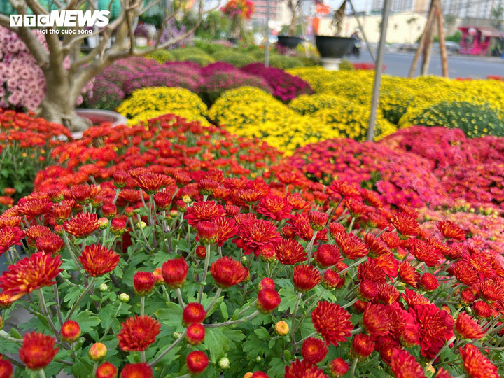 Thị trường hoa kiểng Tết 2026 được kỳ vọng sôi động hơn khi bước vào giai đoạn cận Tết Nguyên đán. (Ảnh: Nguyễn Liến)