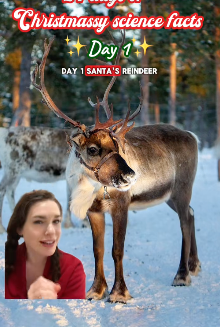 Pandora Dewan đưa ra những nhận định khoa học về 9 chú tuần lộc. (Ảnh: @pandoradewan)