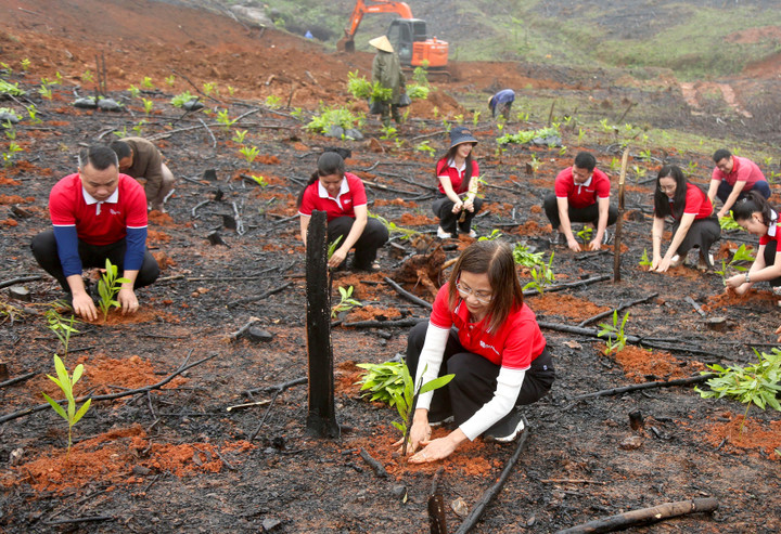 SeABank trồng gần 671 nghìn cây xanh tại Hà Tĩnh, vượt mục tiêu 1 triệu cây xanh - 1