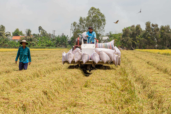 Nhờ xây dựng mô hình HTX gắn với chuỗi liên kết giá trị ngành hàng lúa gạo hữu cơ, HTX Nông nghiệp hữu cơ Tiến Thành đang mang lại hiệu quả cả về kinh tế lẫn môi trường.