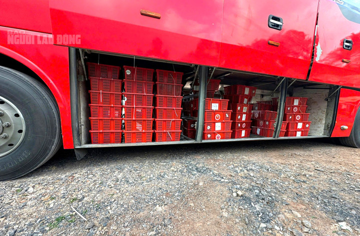 676 con rắn hổ mang được bỏ trong các kiện hàng trong khoang xe ô tô khách. Ảnh: Trần Khôi