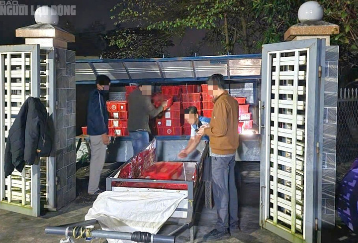 676 con rắn hổ mang, nặng gần 1.000 kg bị bắt giữ.