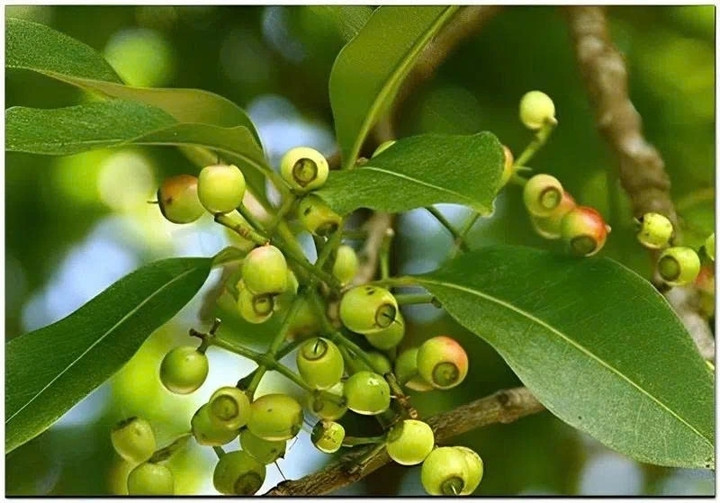 Cây vối giúp lợi tiểu, tăng đào thải acid uric, từ đó hỗ trợ phòng ngừa và giảm nguy cơ mắc bệnh gout.