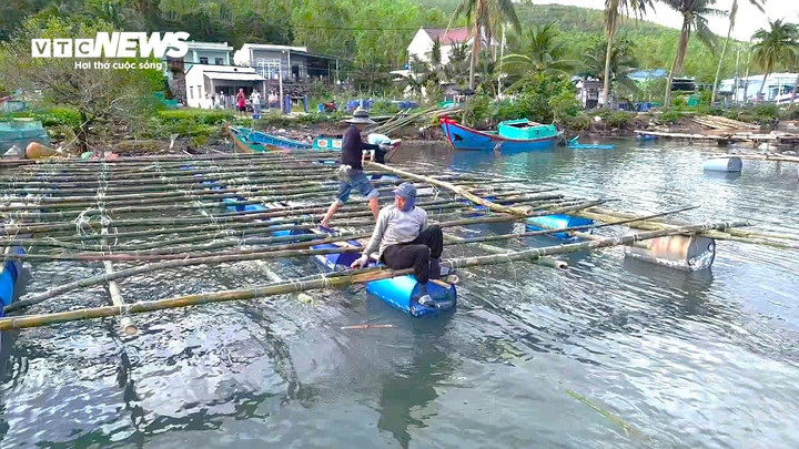Những chiếc bè tôm được kéo vào bờ, sử dụng thân tre để làm sàn.