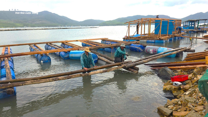 Thống kê của Sở Nông nghiệp và Môi trường tỉnh Đắk Lắk cho thấy, bão số 13 và trận lũ lịch sử tháng 11 đã gây thiệt hại nghiêm trọng cho vùng nuôi trồng thủy sản trọng điểm của tỉnh. Riêng khu vực Sông Cầu (Phú Yên cũ), khoảng 100.000 lồng nuôi của hơn 1.500 hộ dân bị hư hại, tổng thiệt hại ước gần 1.900 tỷ đồng.