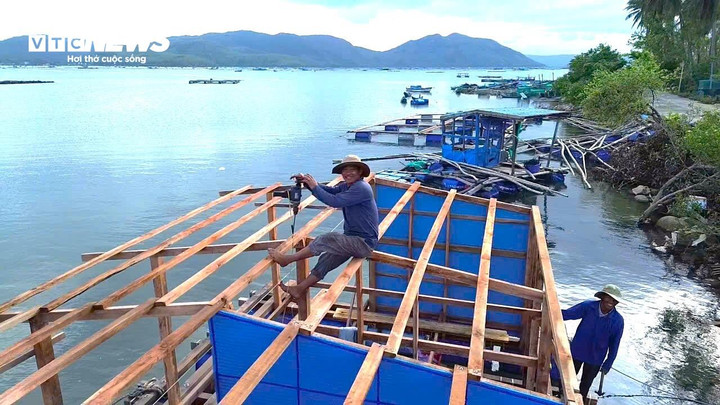 Đang tất bật đóng lại bè nuôi, ông Nguyễn Hải (42 tuổi, phường Sông Cầu) cho biết gia đình ông vừa mất gần 3 tấn tôm hùm trong đợt lũ, thiệt hại khoảng 2,5 tỷ đồng. Trước đó, bão số 13 đã làm nhiều lồng bè bị gãy, cuốn trôi, buộc ông phải gây dựng lại từ đầu.