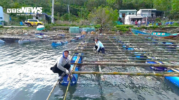 Những ngày này, tại khu vực Vũng Chào (phường Sông Cầu, tỉnh Đắk Lắk), không khí lao động dần nhộn nhịp trở lại. Người nuôi tôm hùm gượng dậy sau thiên tai, tất bật chở tre gỗ ra đầm dựng lại lồng bè, chuẩn bị vụ nuôi mới trong bối cảnh tôm giống và vật tư lồng bè đồng loạt tăng giá.