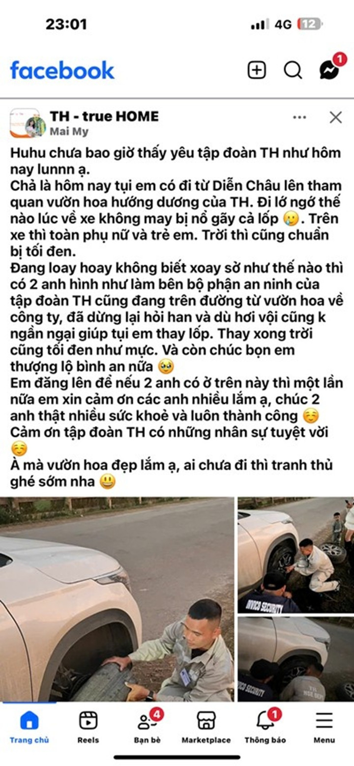 Cánh đồng hướng dương TH tạm đóng cửa ngày 3-4/1/2026 - 5