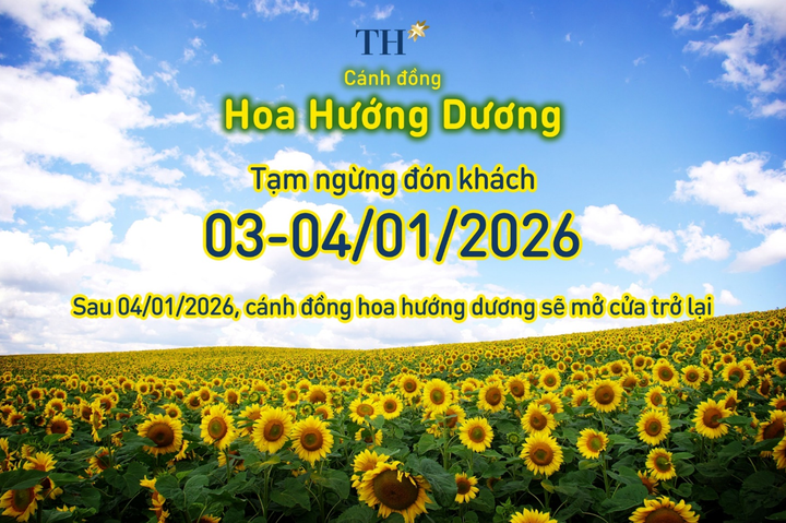 Cánh đồng hướng dương TH tạm đóng cửa ngày 3-4/1/2026 - 1