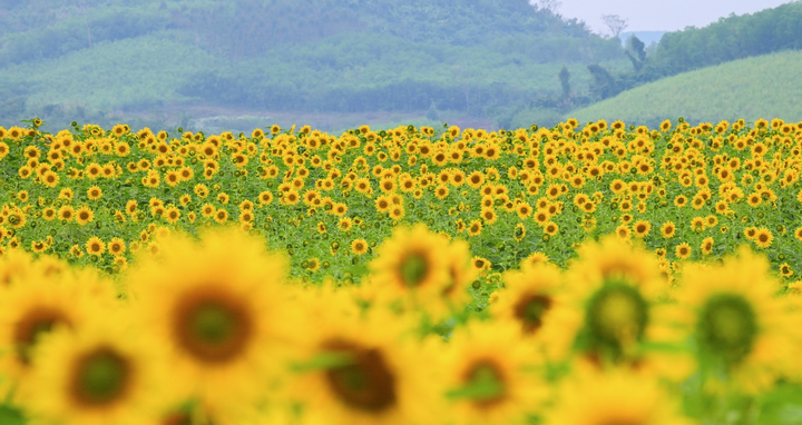 Một cánh đồng – hai sứ mệnh: Mở đầu quy trình sữa tươi sạch và đem tới niềm vui cho cộng đồng.