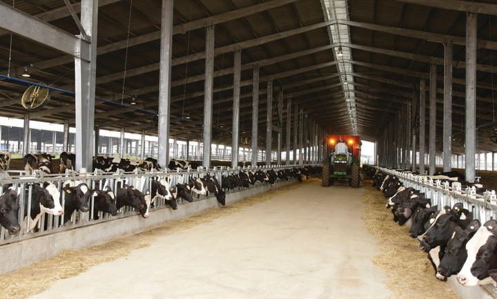 Bò sữa được ăn thức ăn sạch lành và được chăm sóc với quy trình và công nghệ hiện đại để cho ra dòng sữa tươi sạch tinh khiết TH true MILK.