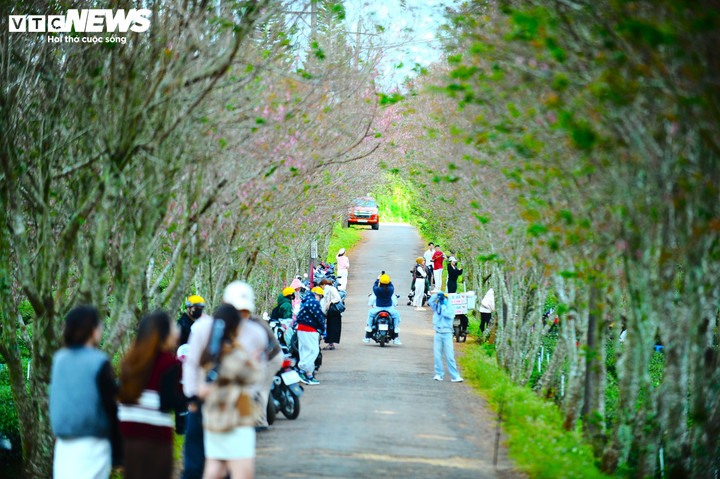 Những con đường rợp bóng mai anh đào bung nở.