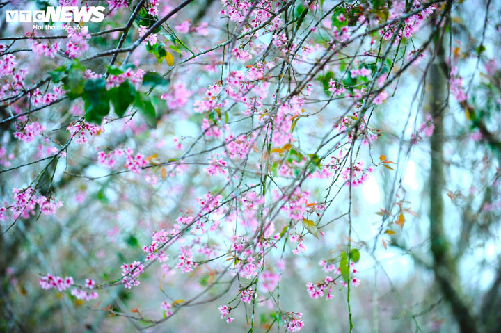 Những ngày này, bầu trời Cầu Đất đẹp như một bức tranh.