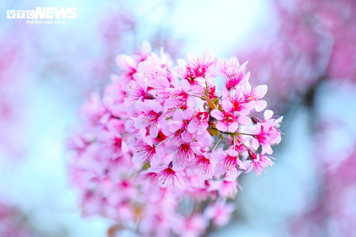 Những nụ hoa bé nhỏ, xinh xắn đang đua nhau nở hoa trong tiết trời se lành khiến du khách say mê đến lạ kỳ.