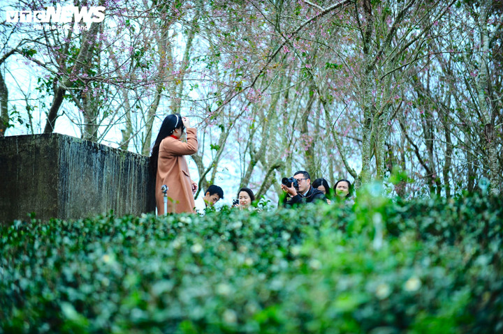 Các du khách say sưa check-in bên những gốc mai anh đào đang bung nở.