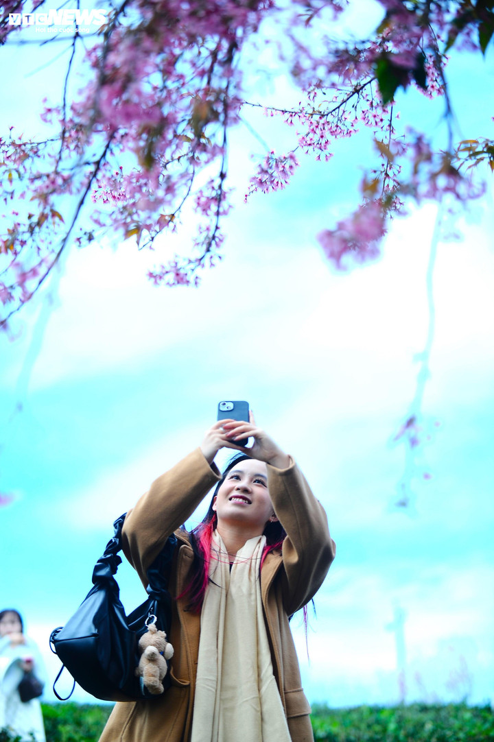 Du khách háo hức check-in bên những đóa hoa mai anh đào xinh xắn.