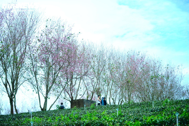 Khi những cánh hoa mai anh đào bắt đầu bung nở thì cũng là lúc đất trời chuẩn bị vào xuân.