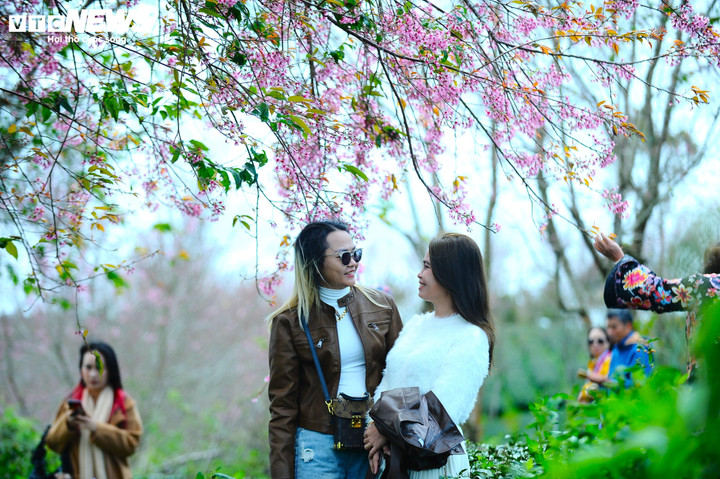 Những ngày cận Tết Dương lịch 2026, trên những đồi chè xanh ngát tại Cầu Đất (phường Xuân Trường - Đà Lạt, Lâm Đồng), những vườn mai anh đào đồng loạt bung nở, nhuộm tím không gian. Khung cảnh lãng mạn kết hợp khí hậu trong lành, mát mẻ làm người dân, du khách thích thú.