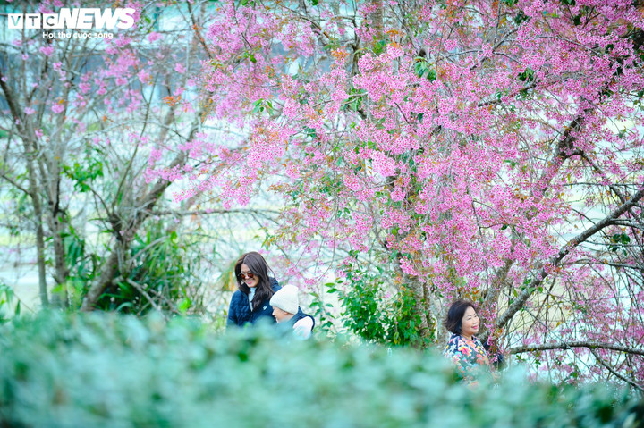 Những gốc mai anh đào ở đồi chè Cầu Đất được người dân trồng từ khoảng 30 năm trước để phân định các lô, thửa vườn chè, tạo cảnh quan đường giao thông. Theo người dân địa phương, vào cuối tháng 10, mai anh đào bắt đầu trút lá và thường nở hoa vào dịp Tết Dương lịch.