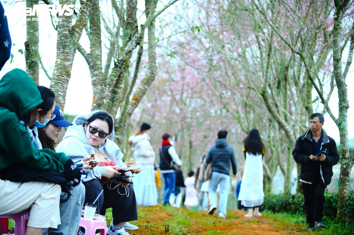 Dưới những gốc mai anh đào, du khách ngồi với nhau và say sưa tận hưởng không gian êm đẹp, nhẹ nhàng.