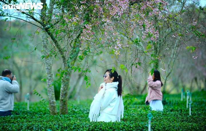 Mai anh đào nở hoa kết hợp những luống chè xanh mướt bên dưới tạo nên không gian lãng mạn, làm du khách thích thú.